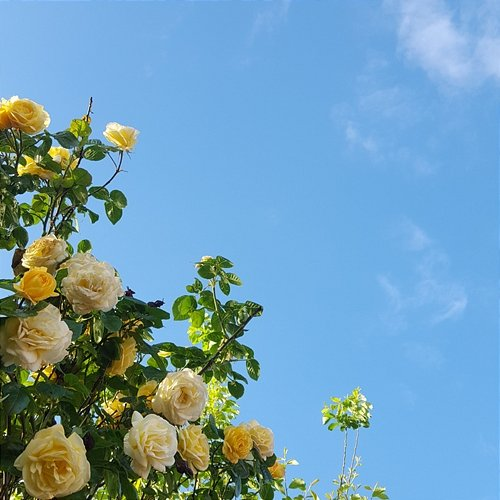 Eethrany Whisper Medlar