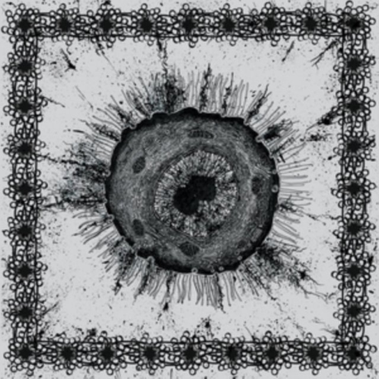 Growth Without End Pyrrhon