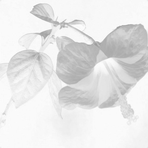 Hibiskus BORNS, KEB, Nawrat