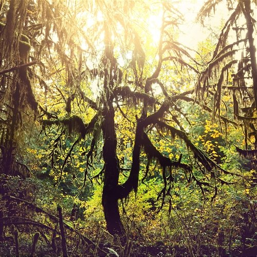 Humrett Barbed Tree