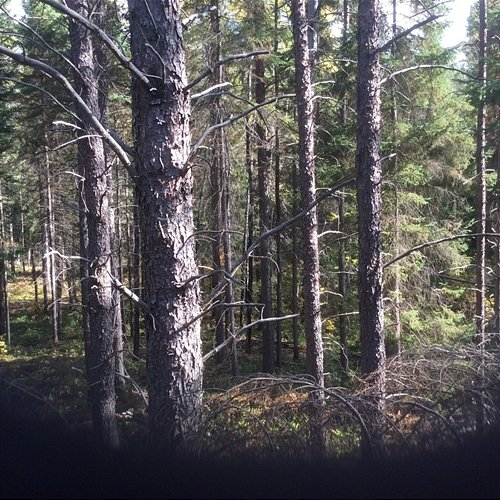 Leafmarble Ciggo