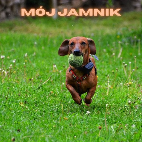 Mój jamnik Quality Heart