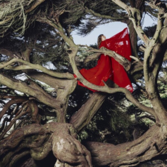 Nested In Tangles Frances Hannah
