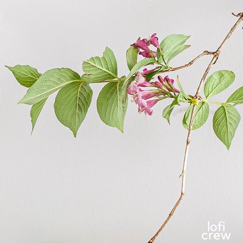 Nice Lofi For Concentration Study Zone, Exam Busters, Lofi For Studying