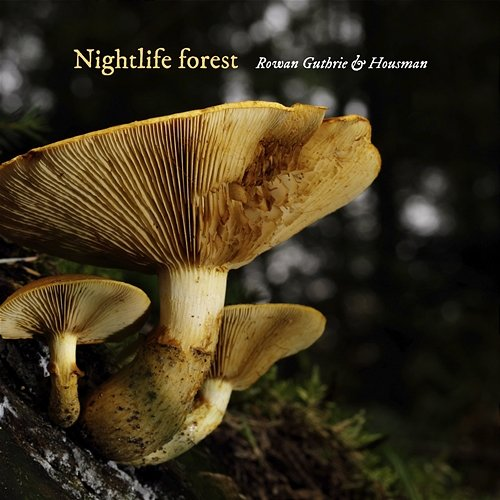 Nightlife forest Rowan Guthrie & Housman