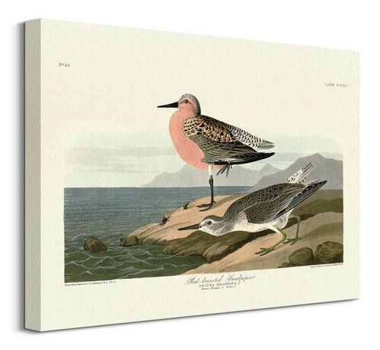Obraz na płótnie Brodziec James Audubon John na ścianę do salonu 40x30 cm Art Group