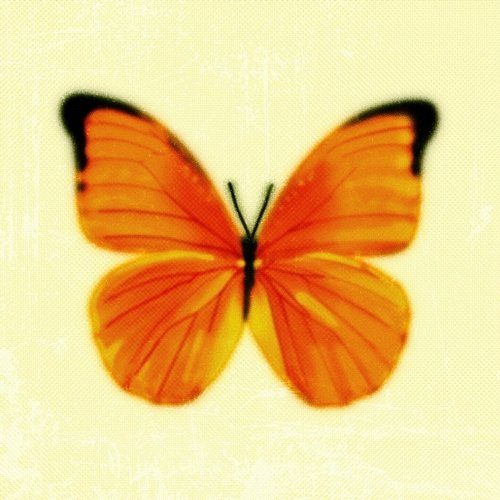 Orange Tobias Rahim