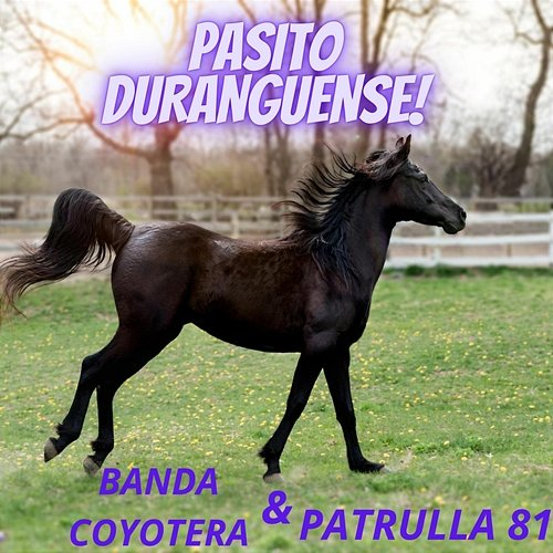 Pasito Duranguense! Patrulla 81, Banda Coyotera