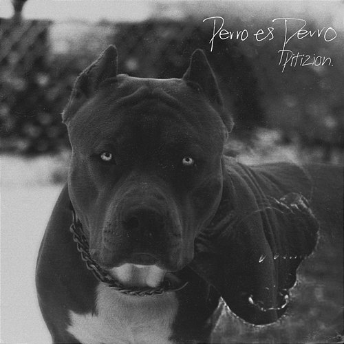 Perro Es Perro Pitizion