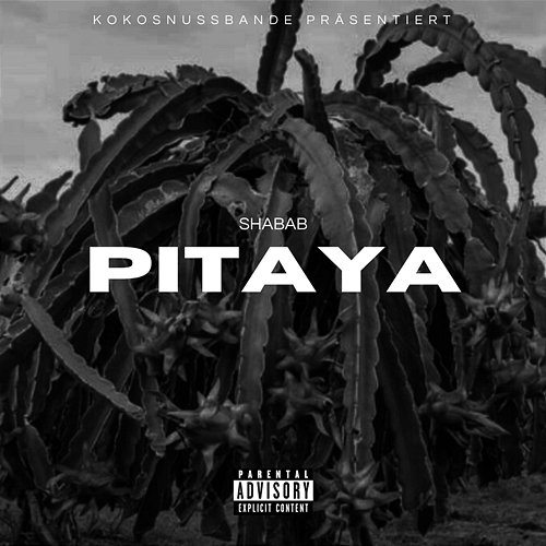 PITAYA Shabab