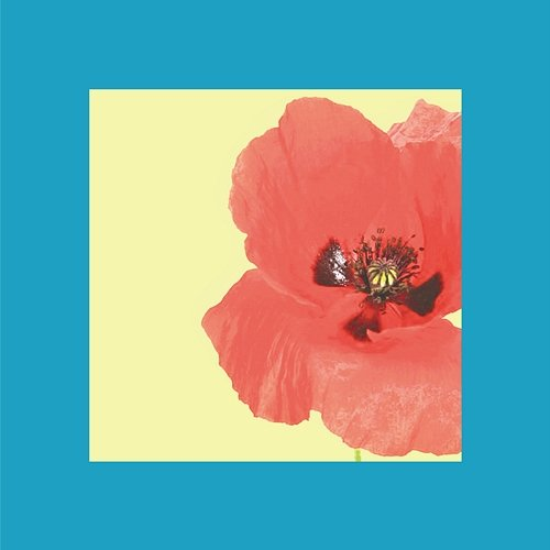 Poppies Shimamo