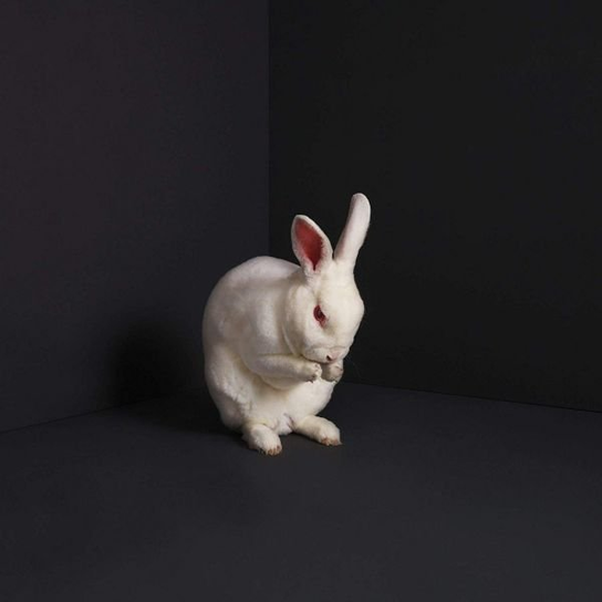 Rabbits Various Artists