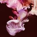 Re-Murmurations Simian Mobile Disco