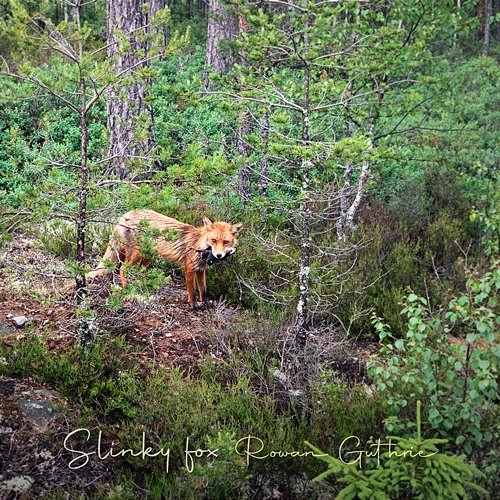 Slinky fox Rowan Guthrie
