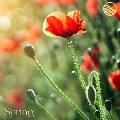 Spring emeraldwave