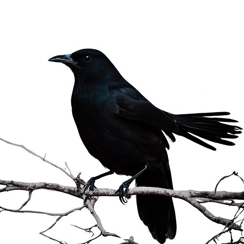 Spring Birds Drew Sycamore
