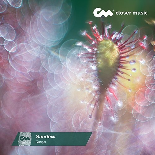 Sundew Qartyo