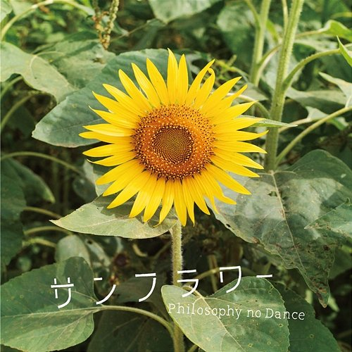 Sunflower Philosophy no Dance