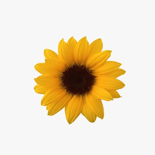 SUNFLOWER (Beat) FreshlyRC