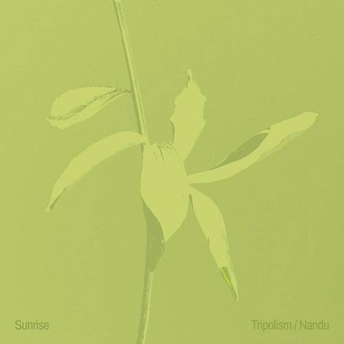 Sunrise Tripolism, Nandu