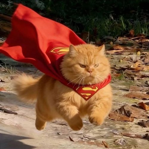 Supercat Devil Dev