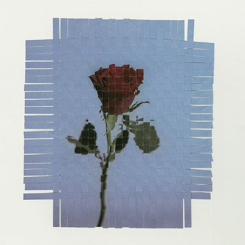 The rose YU-KA