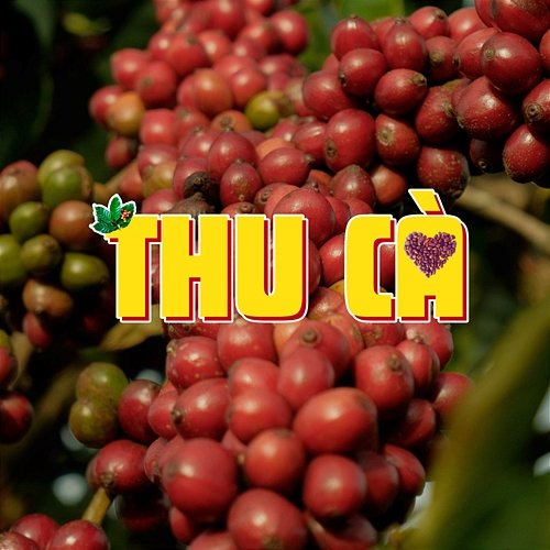 THU CÀ Hoàng KayLee & Dand feat. Nghiatrongveo, HY PLEIKU