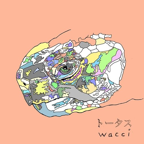 Tortoise wacci