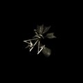 Traces - Remixes Resina