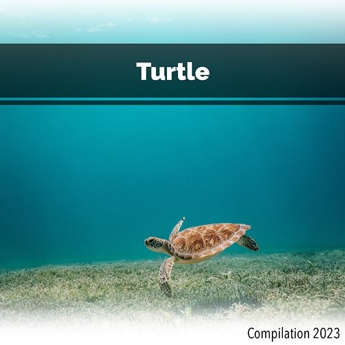 Turtle Compilation 2023 Various Artists