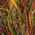 Where Wildness Grows Gengahr