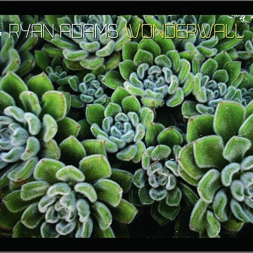 Wonderwall Ryan Adams
