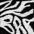 Zebra Ko Ko Mo
