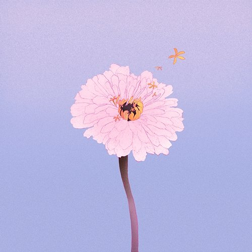 Zinnia mahiru